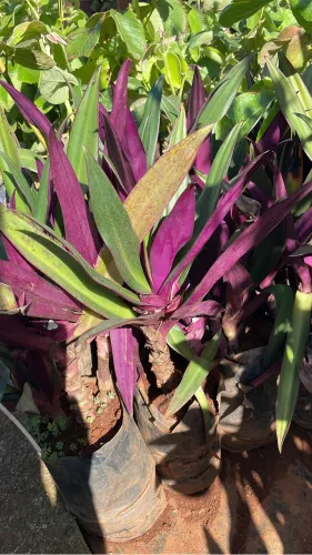 Muda de Abacaxi Roxo 