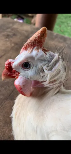 Cocá (capote, galinha da Angola, Guiné)