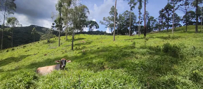 Excelente Terreno de 3,6 hectares em Delfim Moreira- Sul de Minas Gerais