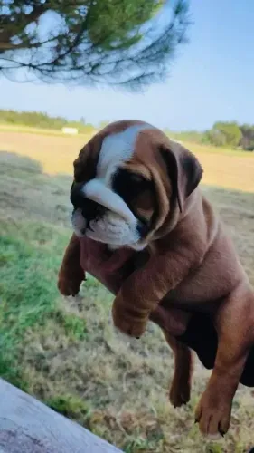 Bulldog ingles Bolinhas de Energia e Amor!