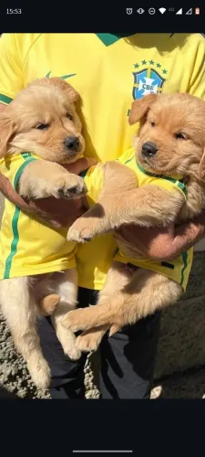 Golden Retriever 
