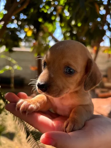 Basset Dachshund 