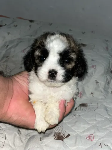 Filhote Shih Tzu
