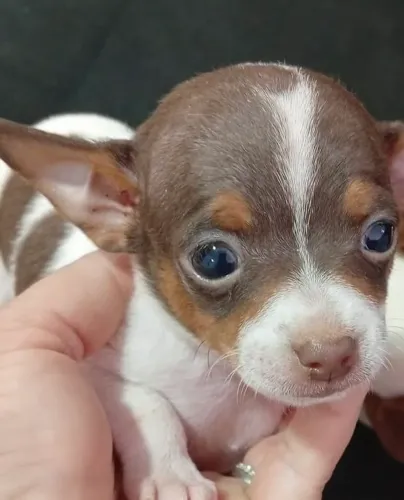 Pinscher zero