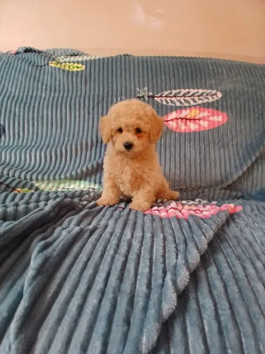Poodle toy macho 