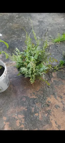 Planta samabaia