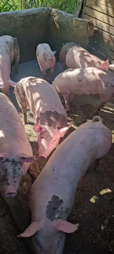 Leitão 