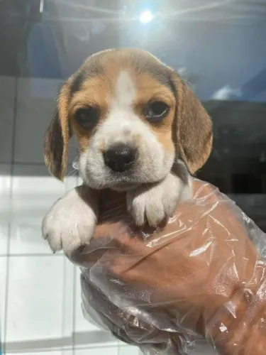 Beagle Filhote Com Muito Carisma e Companheirismo
