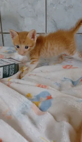 Gatinha pra adoção 