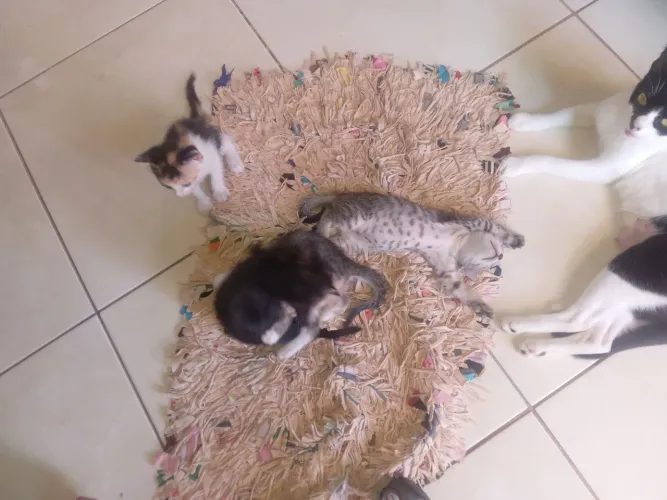 Gatinhos pra doação 