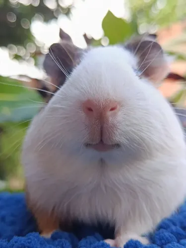 Porquinho da Índia Macho