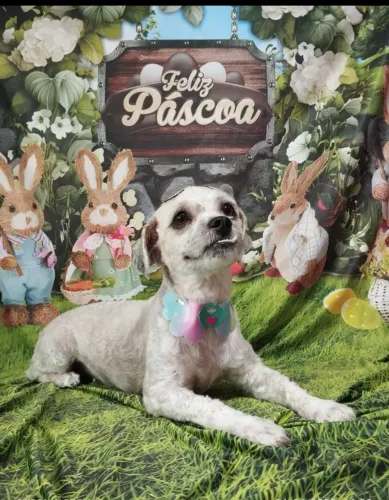 Doa-se cachorra Shitzu