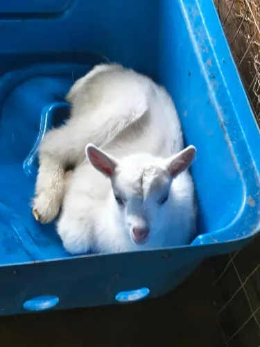 Vendo criação de Cabras Saanen