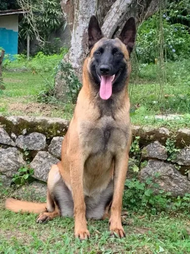 Filhotes de Pastor Belga Malinois