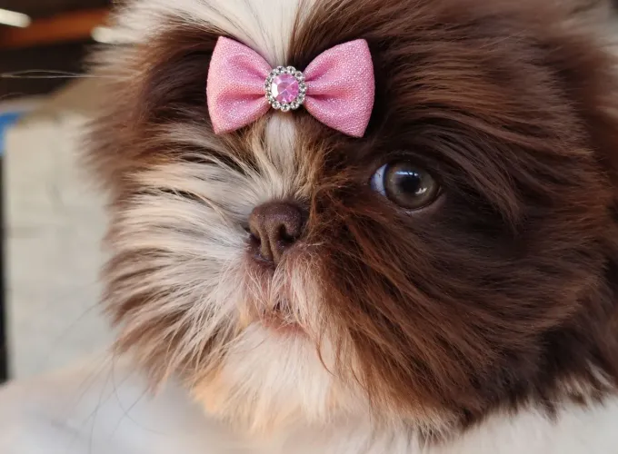 Shit Tzu fêmea 