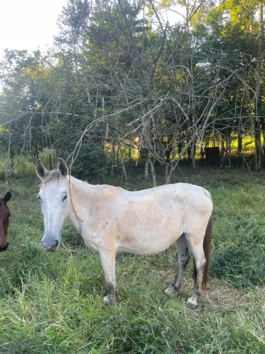 Vende-se égua