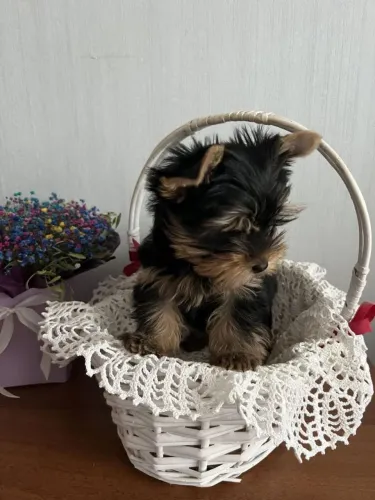 Yorkshire Ainda dá tempo de levar esse amor pra casa