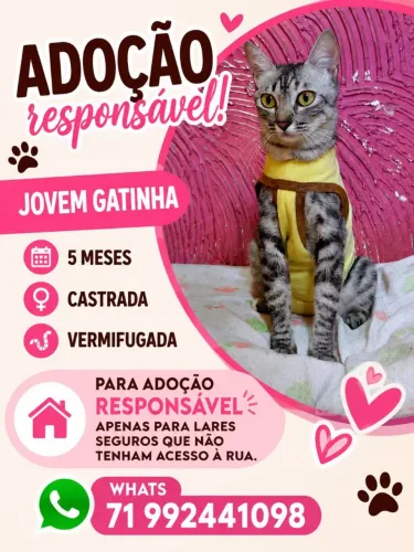 Linda gatinha para adoção responsável 