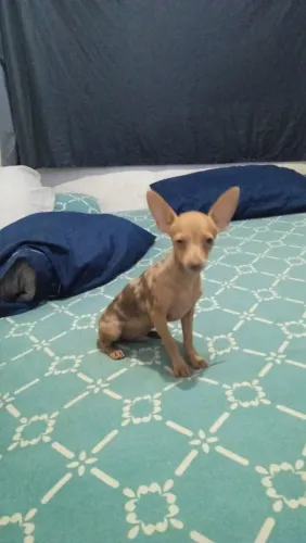 Pinscher merle disponível 