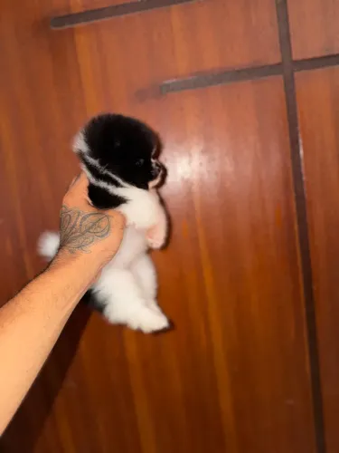 Lulu da Pomerania anão