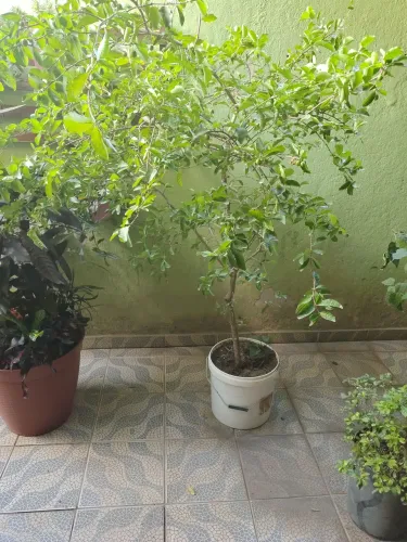 Pé de acerola já dando frutos
