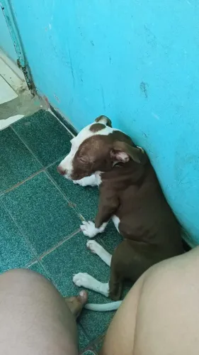 American Pitbull terrier