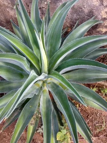 Mudas planta