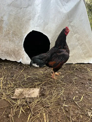Galo mini cornish