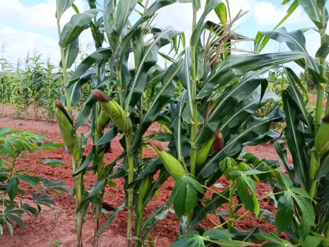 Fazenda com 25 hectares na região de Touros