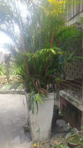 Plantas ornamentais e jardim 