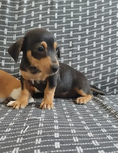 Dashund Salsichinha MACHO