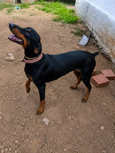 Fêmea de doberman disponível para cruza 