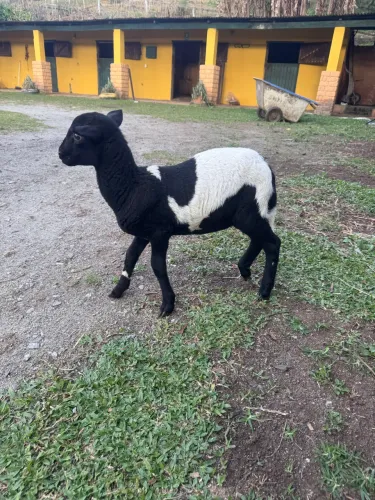 Cordeira / ovelha / borrega