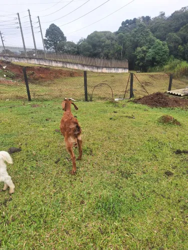 Cabrita Boer terceira cria coberta dia 25/5