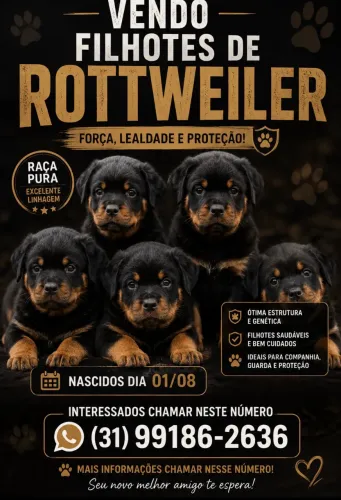 Cachorro