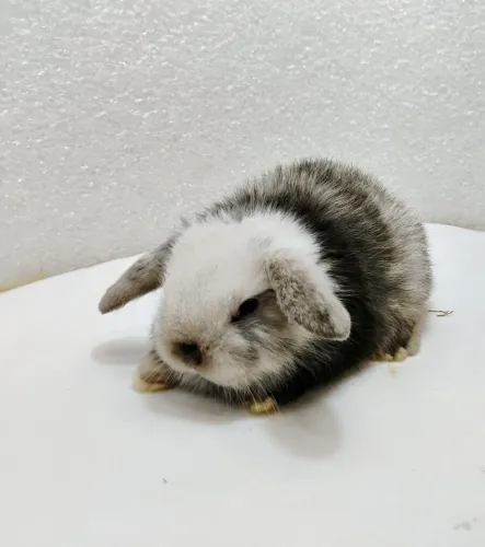Mini Coelhos Mini Lop Filhotes 