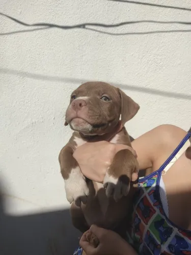 Pitbull