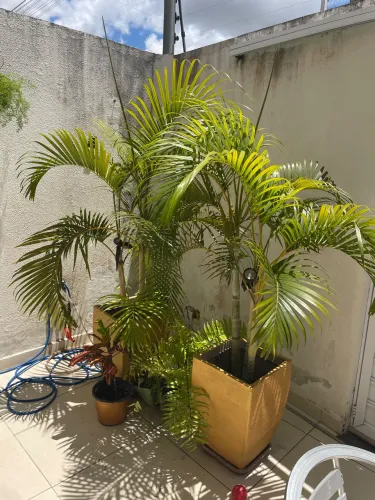 Vendo várias plantas
