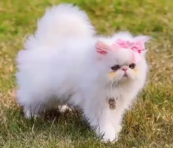 Gato Persa Fêmea 2,700 R$