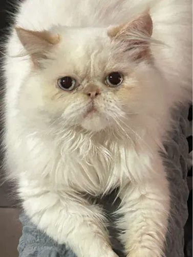 Gato persa macho procurando namorada da mesma raça