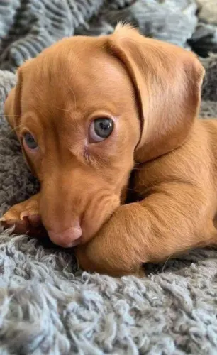 Dachshund: Um Novo Amigo Pode Estar Esperando