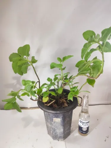 Boldo Brasileiro / Boldo-da-Terra - Planta Grande no Vaso