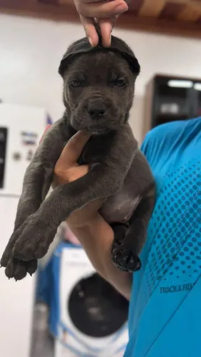 Femea de Cane Corso Italiano - Pedigree CBKC