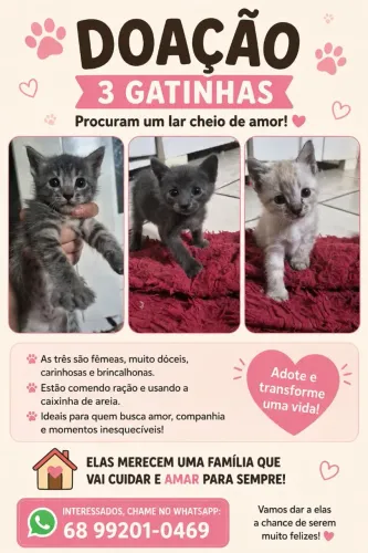 Gatinhas mestiças para doação 