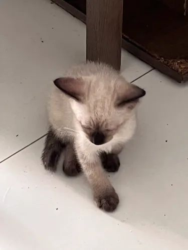 Gatinhos filhotes para adoção!
