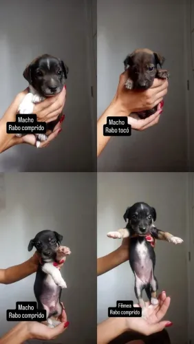 Filhotes para adoção