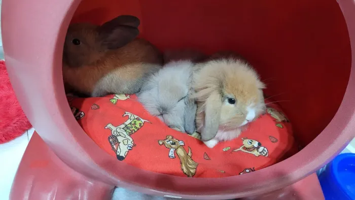 Coelhos Lop Miniatura Pelagem longa 