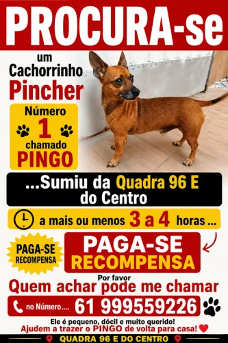 Procuro Pinscher