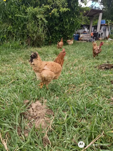 Galinha