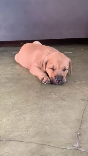 Filhote de Cachorro P Doação